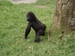 Bangori Baby Western Lowland Gorilla